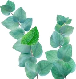 Kneipp Refreshing - Douche Foam 16 Kneipp Refreshing - Douche Foam -Verzorgingsvoordeel Huis 1169x1200