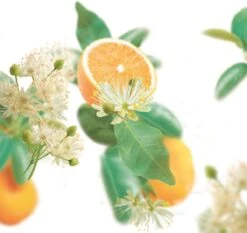 Kneipp Pure Harmony - Badolie -Verzorgingsvoordeel Huis 1200x1131