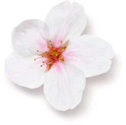 Rituals The Ritual Of Sakura Magic Touch Body Cream 100 Tube - 3 Pack - Rice Milk En Cherry Blossom -Verzorgingsvoordeel Huis 1200x1191