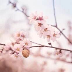 Weleda Zwangerschapsolie -Verzorgingsvoordeel Huis 1200x1199 2