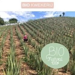 Dr. Green® 1x- Aloë Vera Blad - MAAK GEL IN 3 MINUTEN - 100% Puur - Biologisch -Verzorgingsvoordeel Huis 1200x1200 246