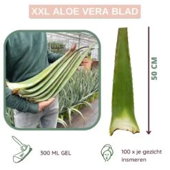 Dr. Green® 1x- Aloë Vera Blad - MAAK GEL IN 3 MINUTEN - 100% Puur - Biologisch -Verzorgingsvoordeel Huis 1200x1200 247