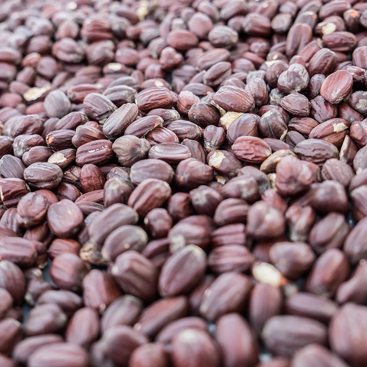 Merkloos Biologische Jojoba Olie Uit India - 100% Puur, Koudgeperst 2 Merkloos Biologische Jojoba Olie Uit India - 100% Puur, Koudgeperst - Afbeelding 2