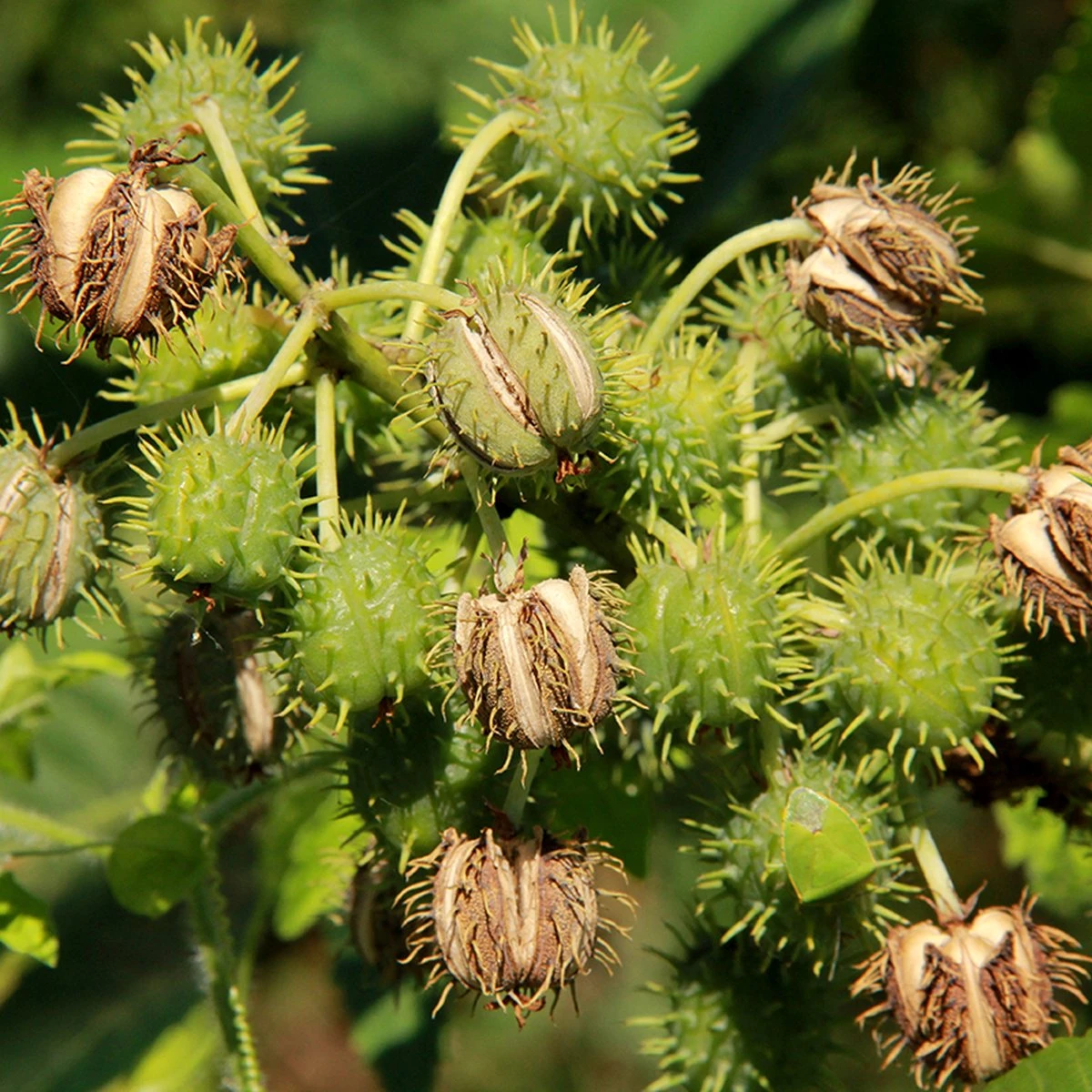 Merkloos Biologische Castor Olie Uit India 100 Ml - 100% Puur & Koudgeperst. 2 Merkloos Biologische Castor Olie Uit India 100 Ml - 100% Puur & Koudgeperst. - Afbeelding 2