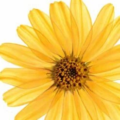 Kneipp Arnica Active - Massageolie 8 Kneipp Arnica Active - Massageolie -Verzorgingsvoordeel Huis 1200x1200 287