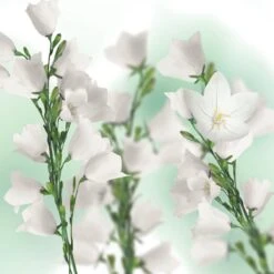 Kneipp Balancing - Douche Foam -Verzorgingsvoordeel Huis 1200x1200 388