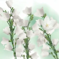 Kneipp Balancing - Massageolie -Verzorgingsvoordeel Huis 1200x1200 68