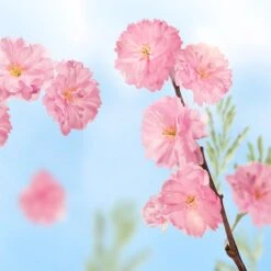 Kneipp Favourite Time - Douche Foam -Verzorgingsvoordeel Huis 1200x1200 704