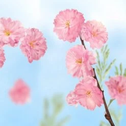 Kneipp Favourite Time - Douchegel 11 Kneipp Favourite Time - Douchegel -Verzorgingsvoordeel Huis 1200x1200 720