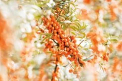 Weleda DUINDOORN VITALISERENDE BODY LOTION -Verzorgingsvoordeel Huis 1200x800 3