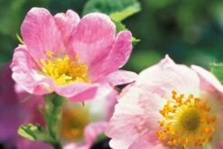 Weleda WILDE ROZEN VERWENNENDE BODY LOTION -Verzorgingsvoordeel Huis 1200x804 1