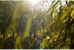 Weleda Wilg SOS Anti-Puistjes Gel -Verzorgingsvoordeel Huis 1200x818 2