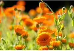 Weleda Calendula Zalf -Verzorgingsvoordeel Huis 1200x819