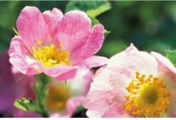 Weleda Wilde Rozen Harmoniserende Body Olie 9 Weleda Wilde Rozen Harmoniserende Body Olie -Verzorgingsvoordeel Huis 1200x822