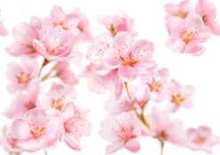 Kneipp Soft Skin - Douche Foam -Verzorgingsvoordeel Huis 1200x844 3