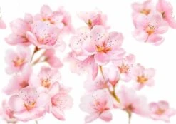 Kneipp Soft Skin - Douchegel -Verzorgingsvoordeel Huis 1200x846 2