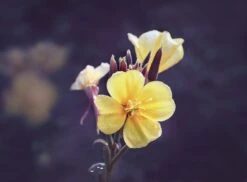 Weleda Evening Primrose Versterkende Dagcrème -Verzorgingsvoordeel Huis 1200x882 2