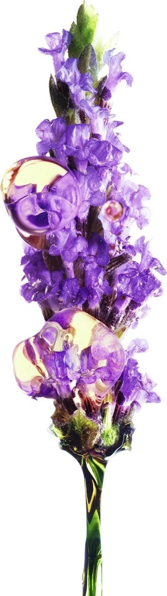 Garnier Bio Anti-age Oogcrème - 15 Ml - Alle Huidtypes - Revitaliserende Lavendel 12 Garnier Bio Anti-age Oogcrème - 15 Ml - Alle Huidtypes - Revitaliserende Lavendel - Afbeelding 12