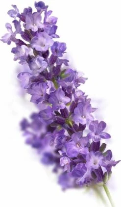 Kneipp Relaxing - Huidolie -Verzorgingsvoordeel Huis 703x1200